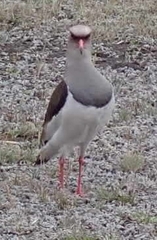 Vanellus resplendens