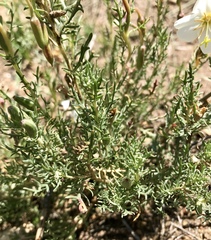 Oenothera coronopifolia