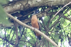 Perissocephalus tricolor