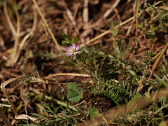 Spergularia rubra