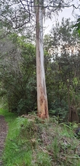 Eucalyptus viminalis viminalis