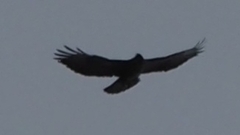 Buteo buteo rothschildi