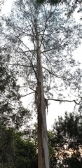 Eucalyptus viminalis viminalis