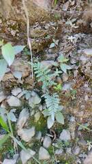 Pityrogramma calomelanos