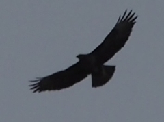 Buteo buteo rothschildi