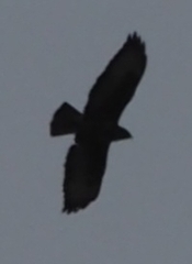 Buteo buteo rothschildi