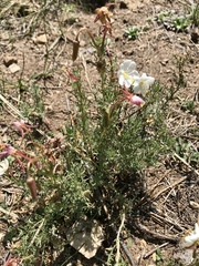 Oenothera coronopifolia