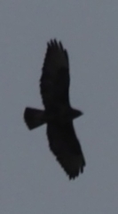 Buteo buteo rothschildi