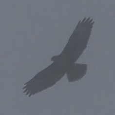 Buteo buteo rothschildi