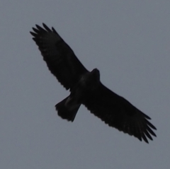 Buteo buteo rothschildi