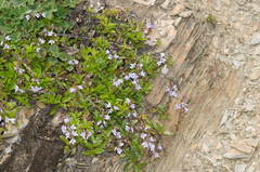 Veronica morrisonicola
