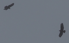 Buteo buteo rothschildi