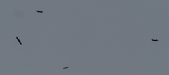 Buteo buteo rothschildi