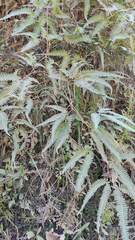 Gleichenella pectinata