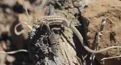 Liolaemus pseudolemniscatus