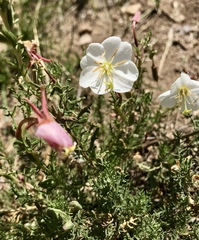 Oenothera coronopifolia