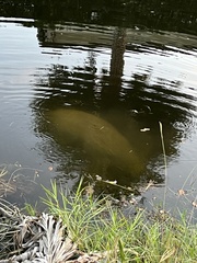 Trichechus manatus