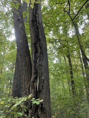 Liriodendron tulipifera