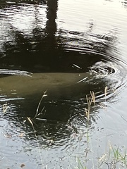 Trichechus manatus
