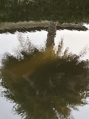 Trichechus manatus