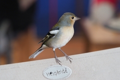 Fringilla coelebs maderensis