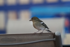 Fringilla coelebs maderensis