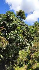 Mangifera
