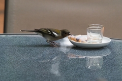Fringilla coelebs maderensis