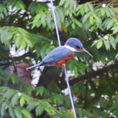 Megaceryle torquata