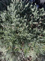 Astragalus nuttallii
