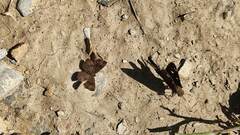 Staphylus hayhurstii