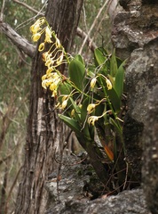 Dendrobium speciosum