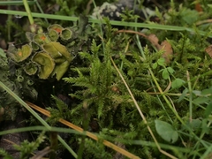 Climacium dendroides