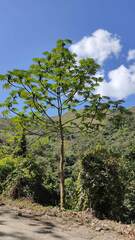 Cecropia obtusifolia