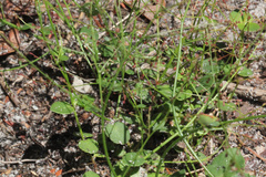 Gonocarpus micranthus