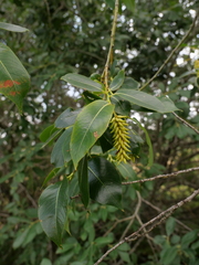 Salix pentandra