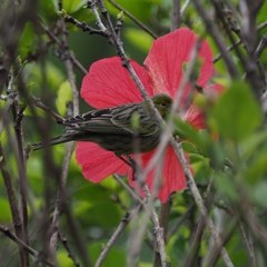 Serinus canaria