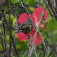 Serinus canaria