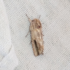 Spodoptera eridania