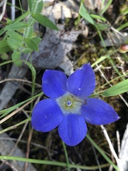 Wahlenbergia stricta