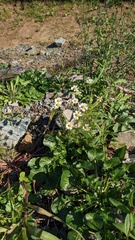 Tanacetum parthenium