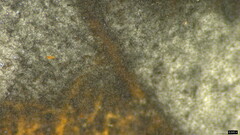Ceratocladium