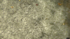 Ceratocladium