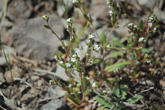 Plagiobothrys myosotoides