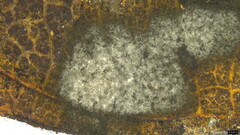 Ceratocladium