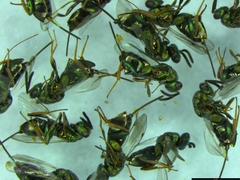 Monodontomerus obscurus