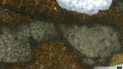 Ceratocladium