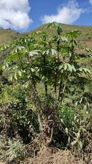 Cecropia peltata