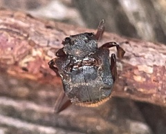 Chlamydopsis