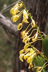 Dendrobium speciosum